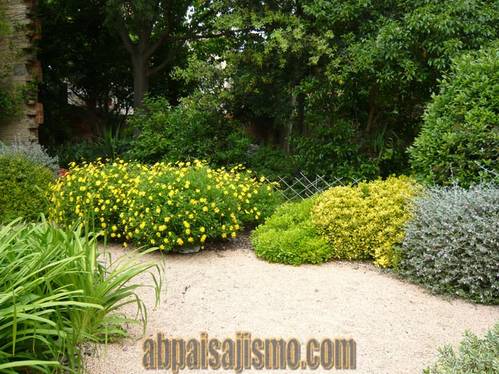P1010494euryops-nana.jpg