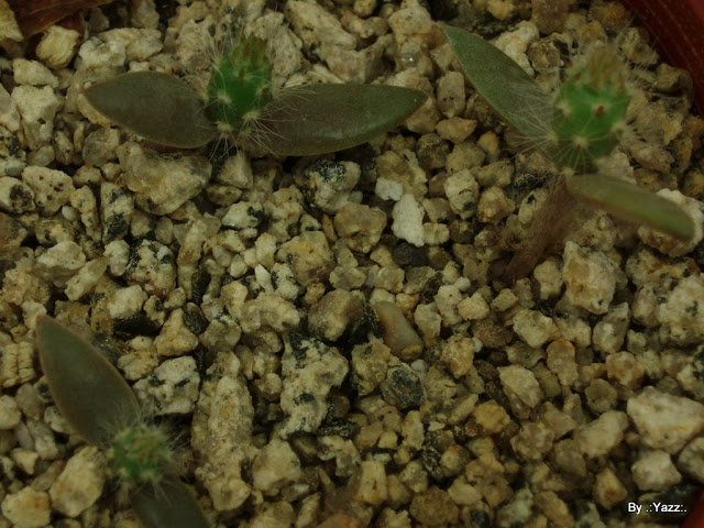 P1010539.JPG