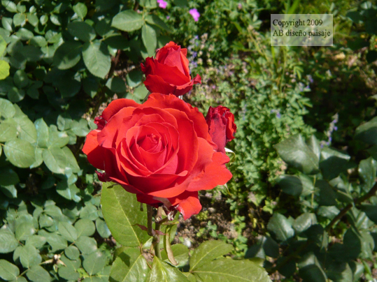 P1010664.jpg