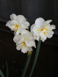 P1010724_320x200_.JPG