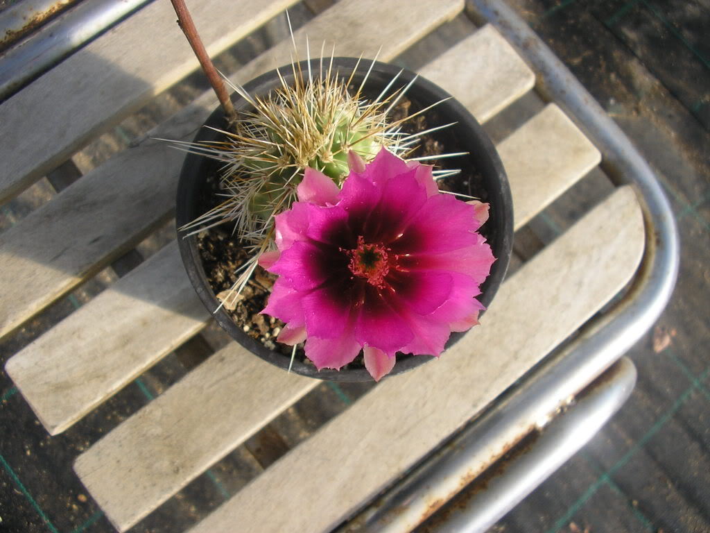P1010750.jpg