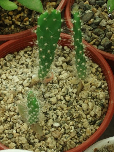 P1010756.JPG