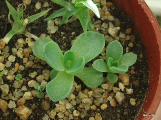P1010759.JPG