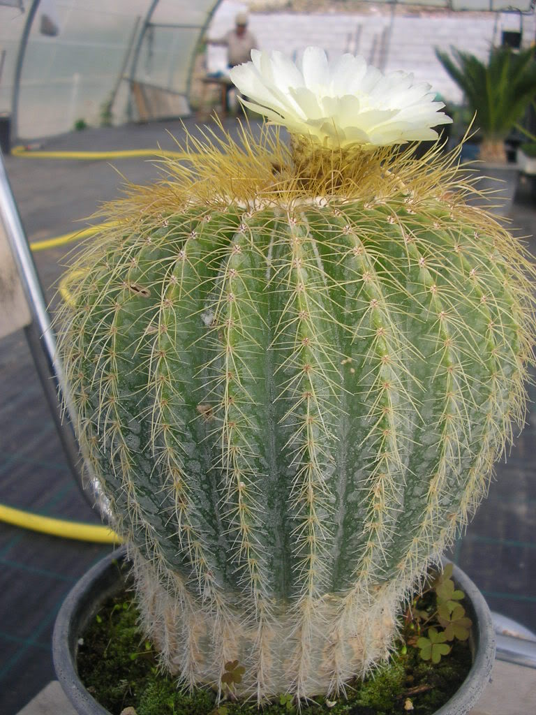 P1010760.jpg