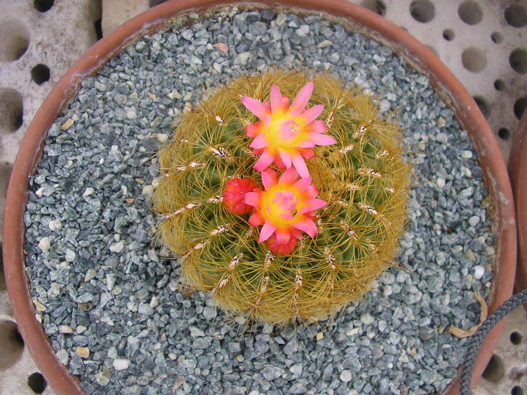 P1010772.jpg