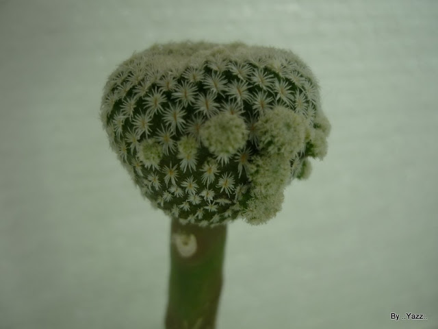 P1010821.JPG