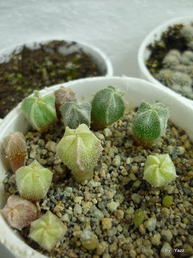 P1010831.JPG