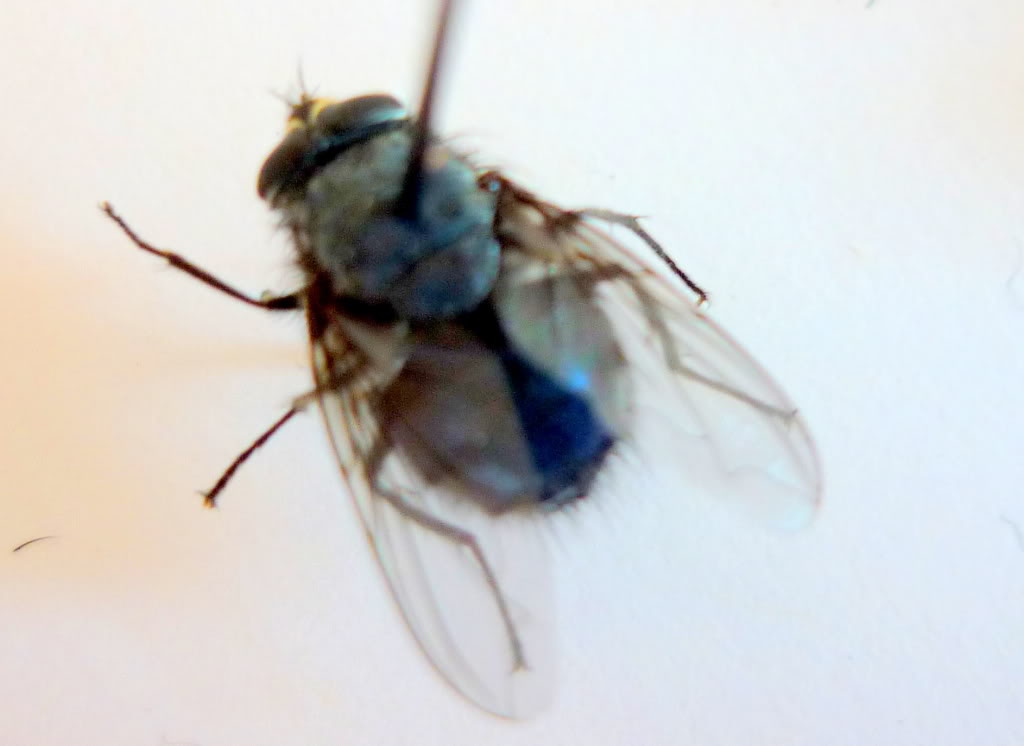 P1010841.jpg