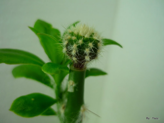 P1010856.JPG