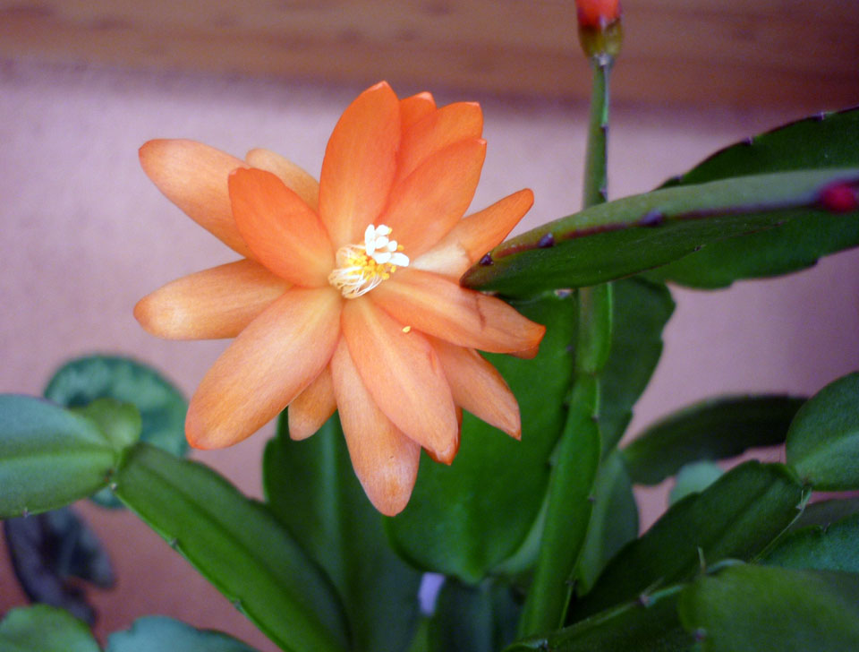 P1010992.JPG