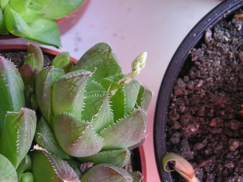 P1010gfh002_2.jpg