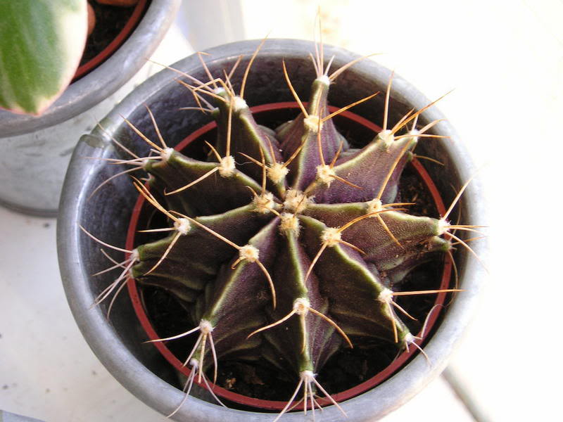 P1010h001_2.jpg