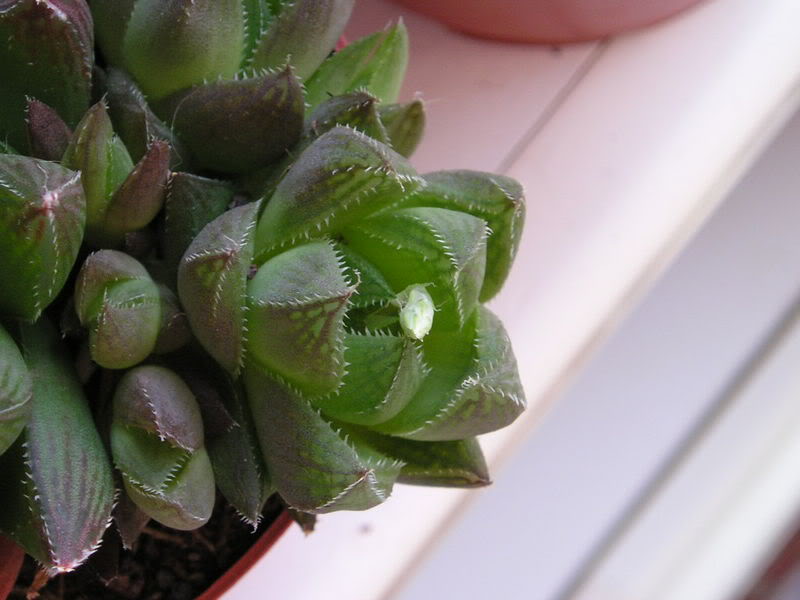 P1010nhg004_2.jpg