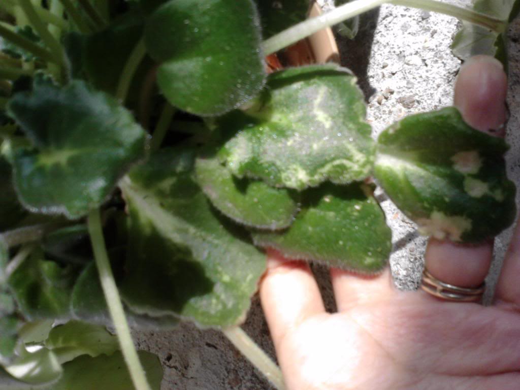 P101113_1330_zps03ec31e7.jpg