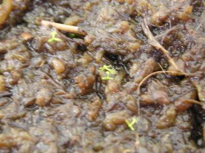 P1011522.JPG