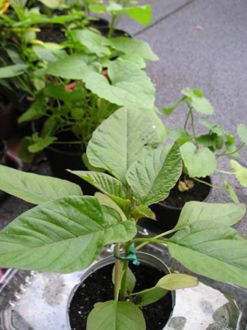 P1011861_360x480.jpg