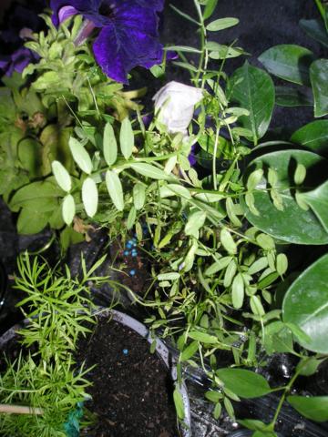 P1011923_360x480.jpg