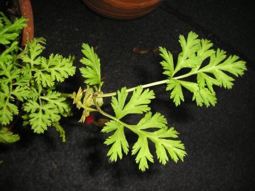 P1011933_640x480.jpg