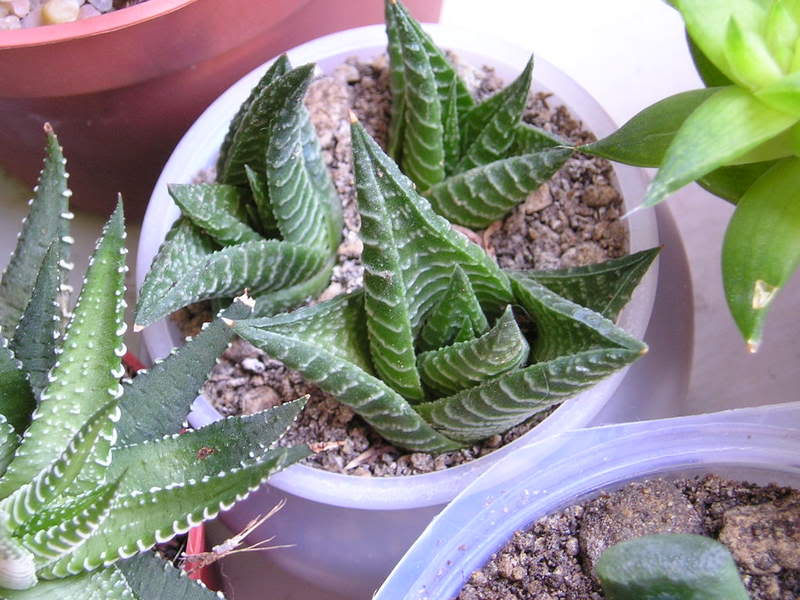 P101x0002_2.jpg