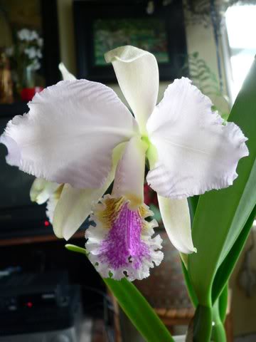 P1020008.jpg