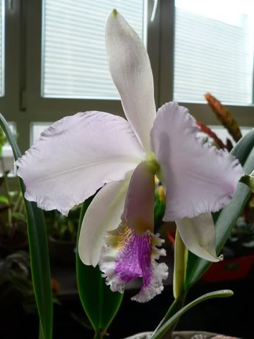 P1020009.jpg