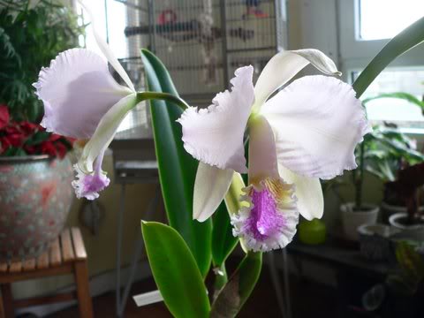 P1020010.jpg