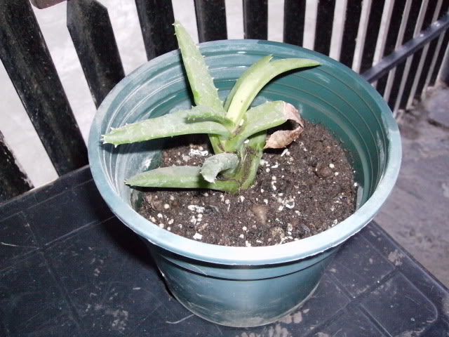 P1020045.jpg