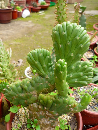 P1020065.JPG
