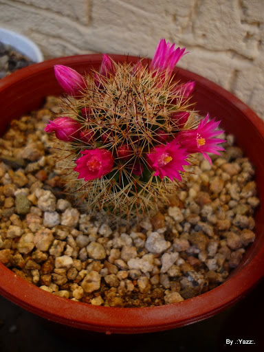 P1020081.JPG