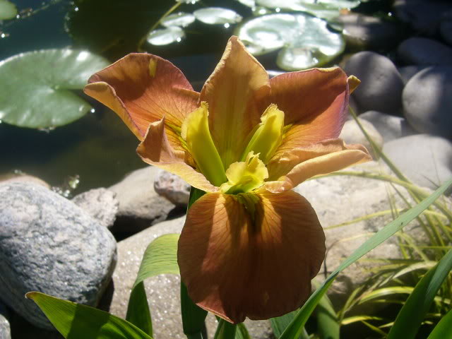 P1020168.jpg