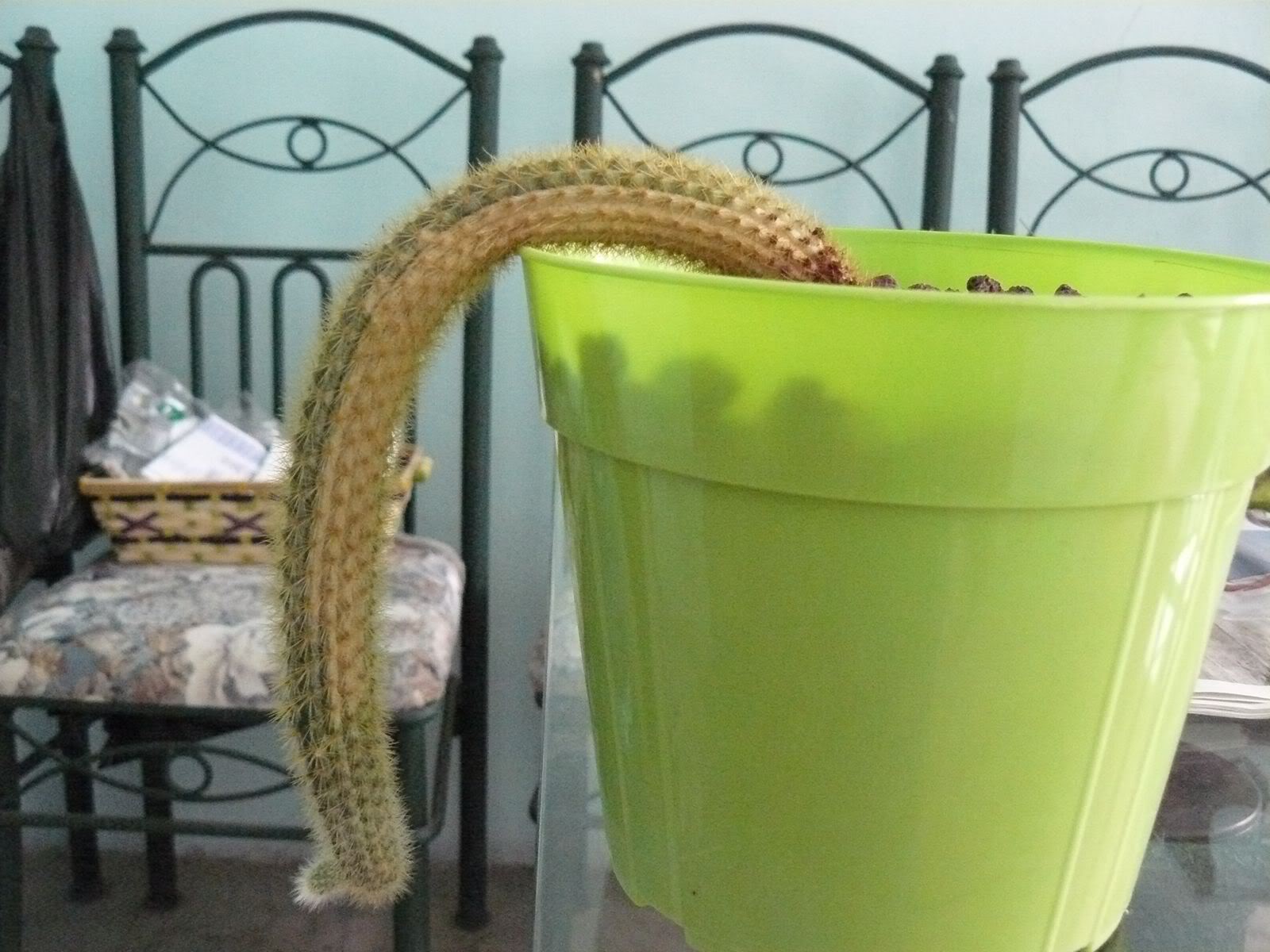 P1020195.jpg