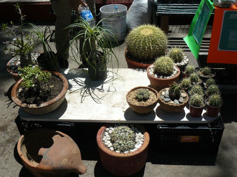 P1020275.jpg