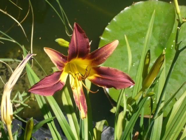 P1020276800x600.jpg