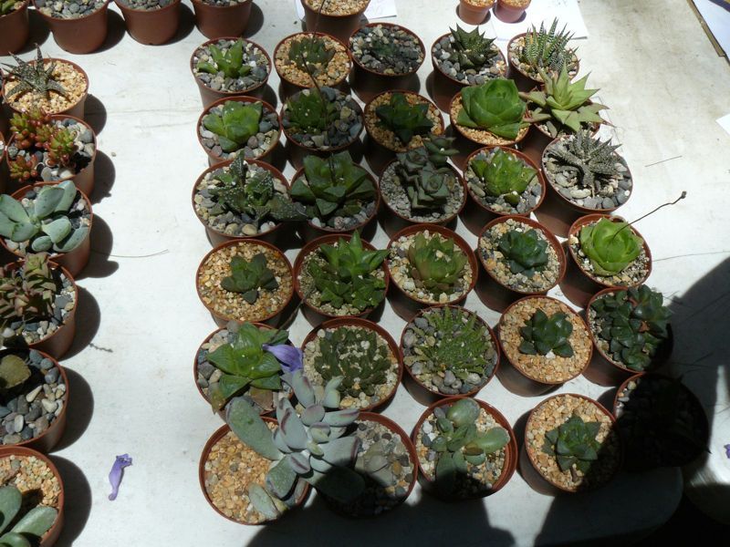 P1020300.jpg