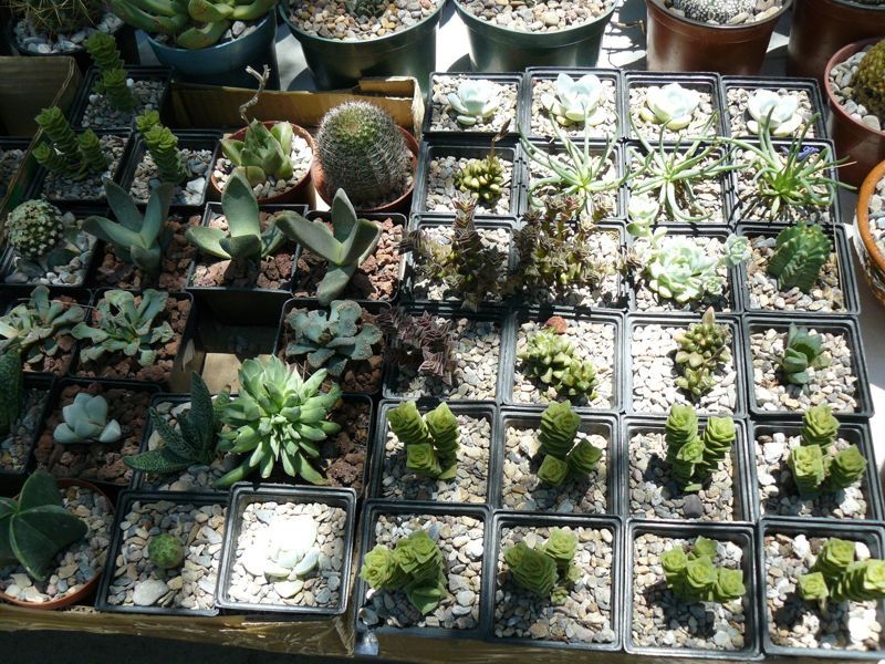 P1020309.jpg