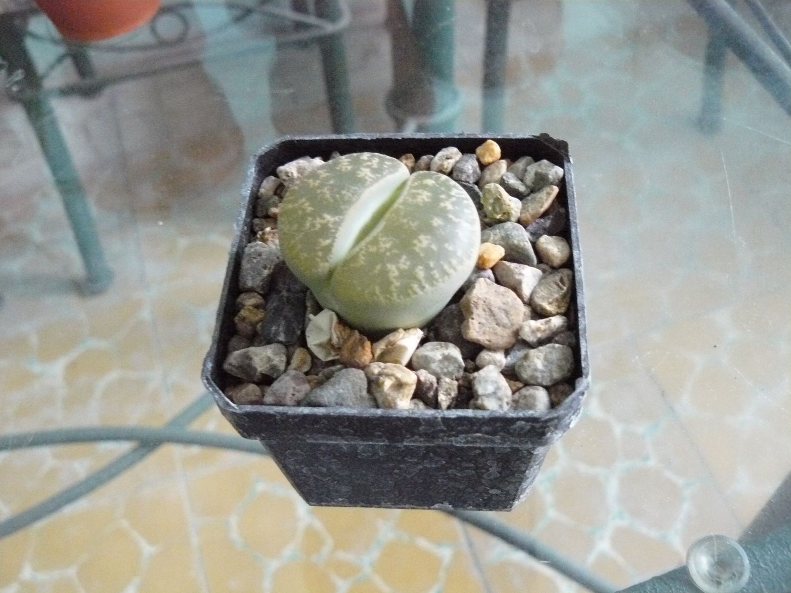 P1020329.jpg