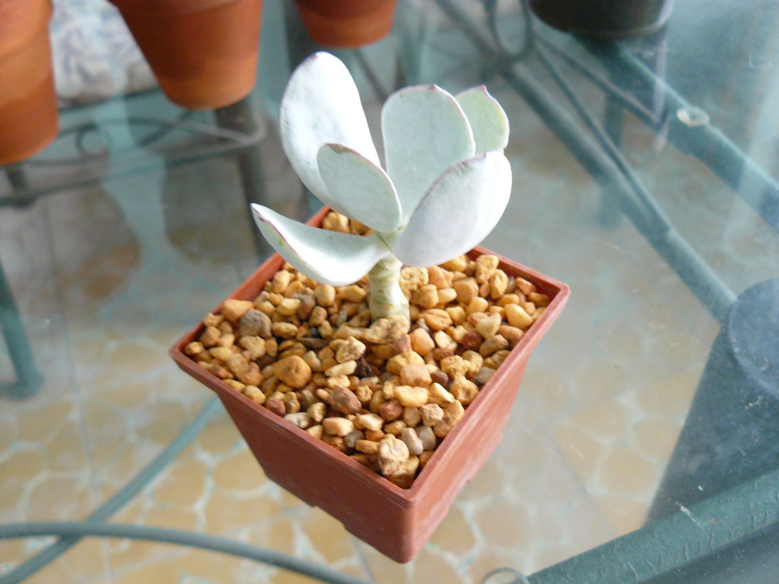 P1020331.jpg