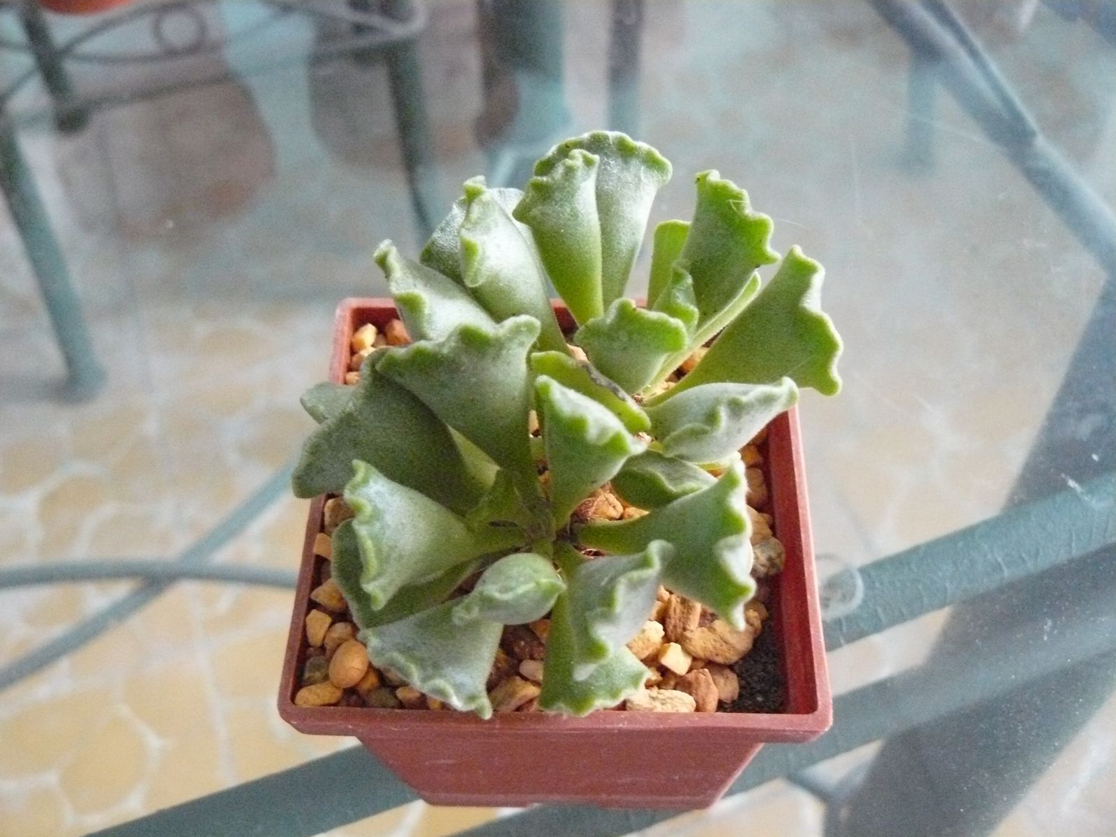P1020333.jpg