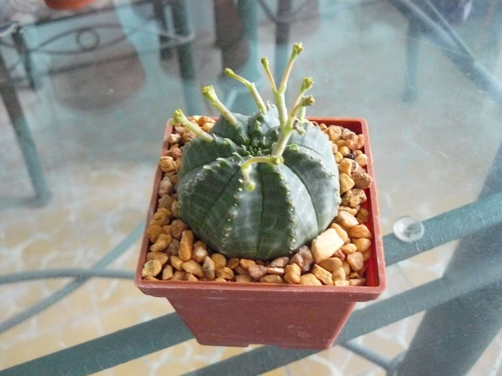 P1020334.jpg