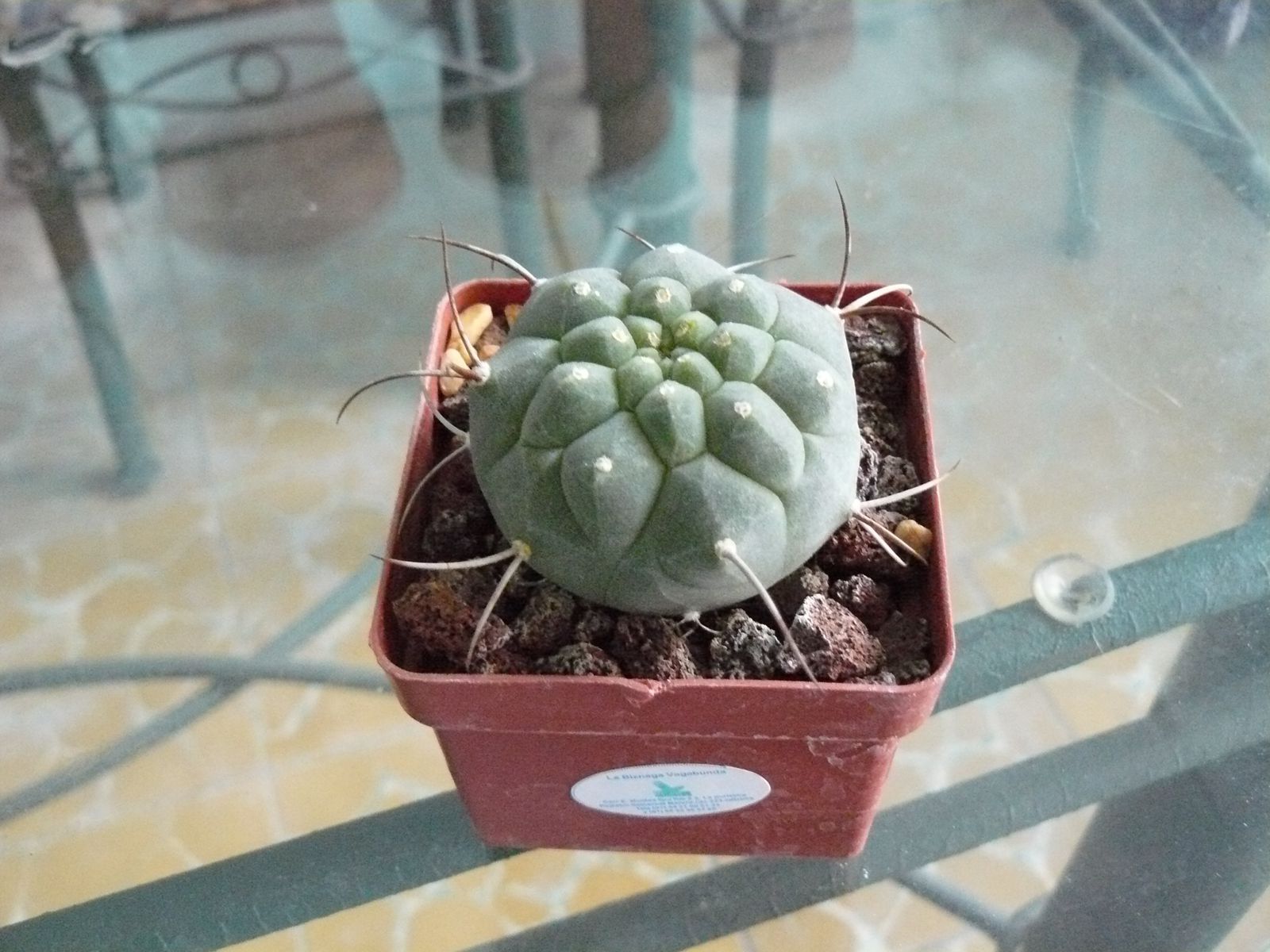 P1020335.jpg