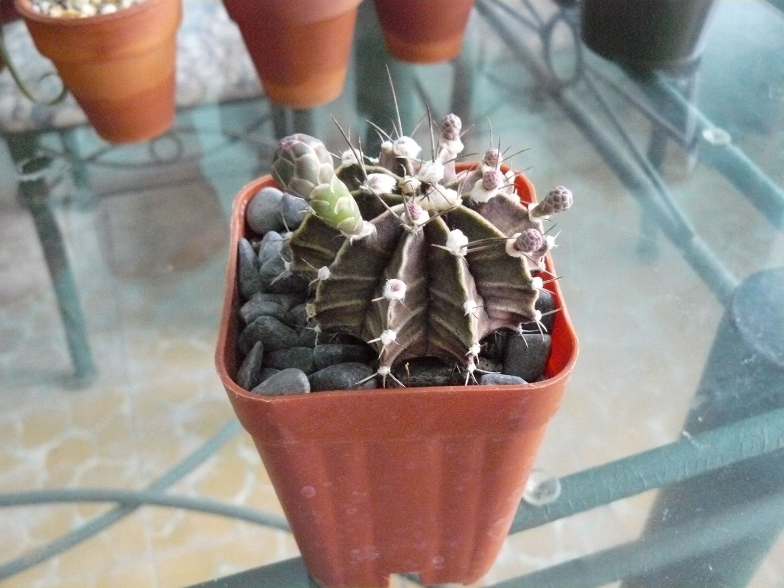 P1020340.jpg