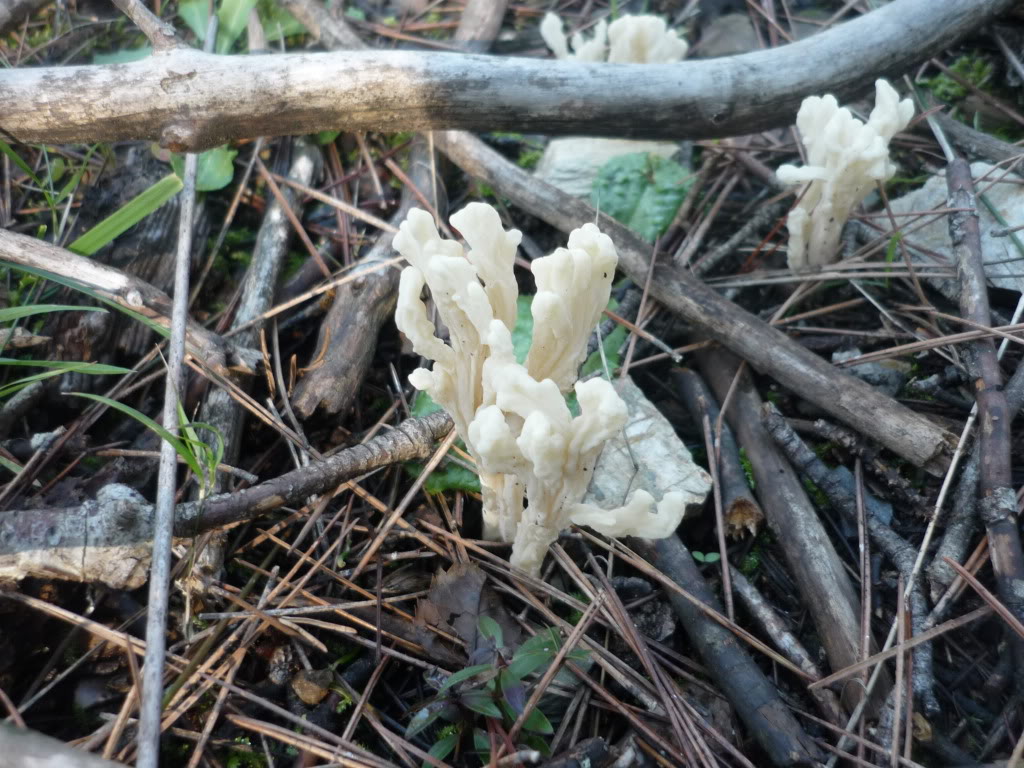 P1020451.jpg