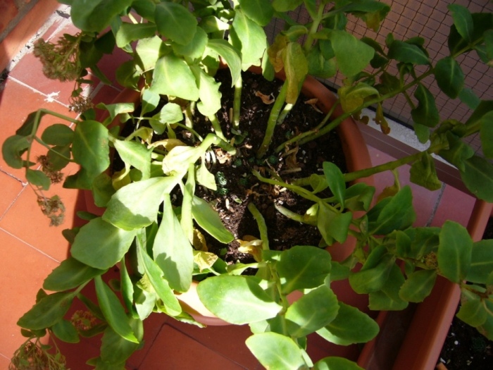 P1020516.JPG