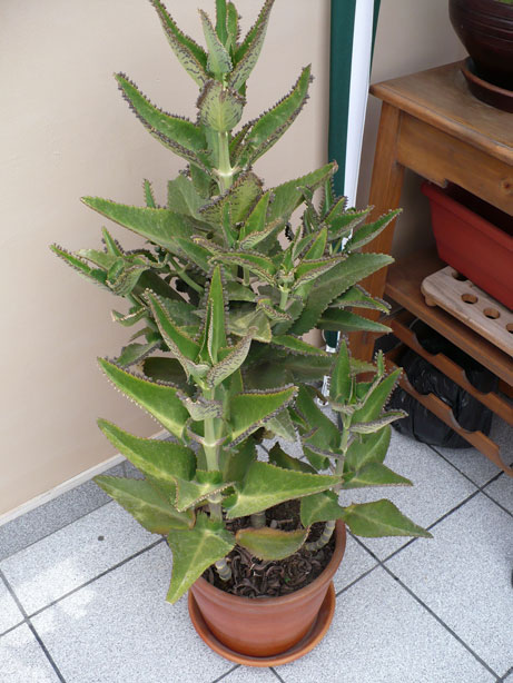 P1020621.jpg