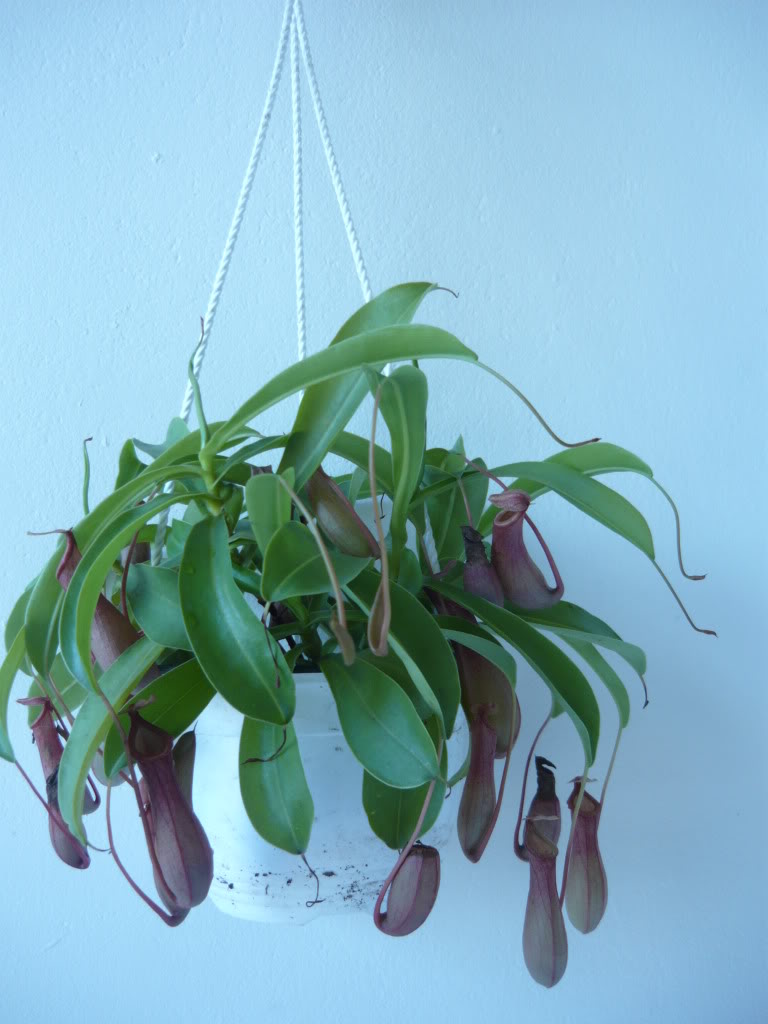 P1020637-1.jpg