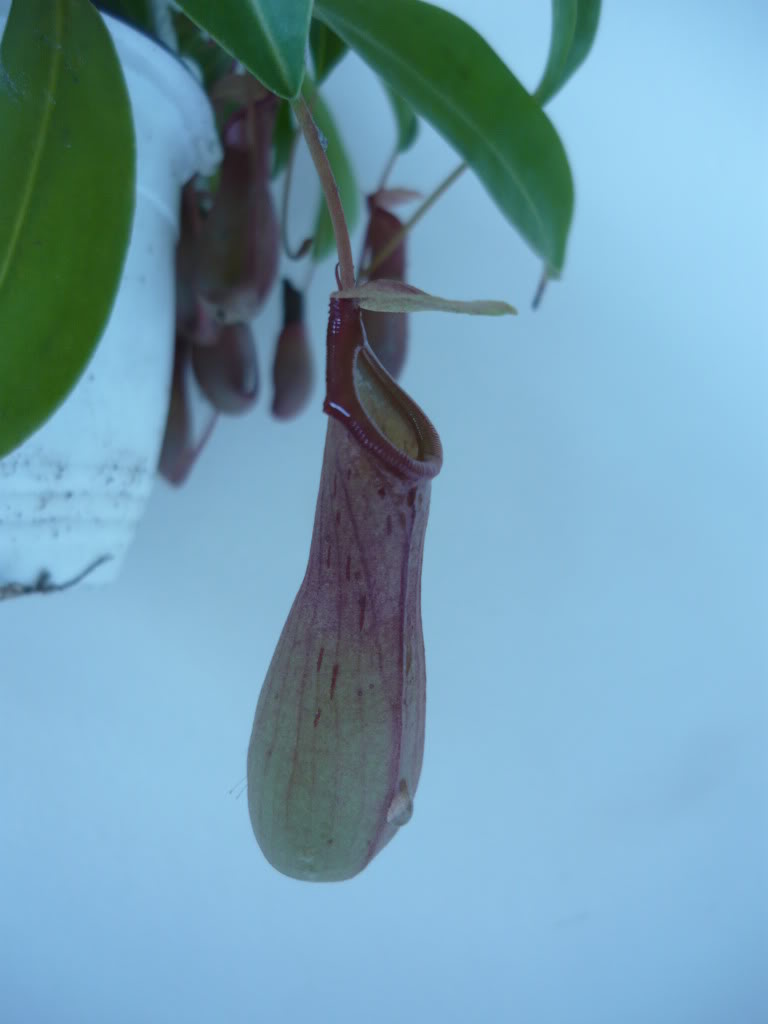 P1020641.jpg