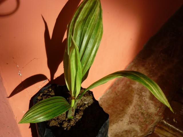 P1020704.jpg