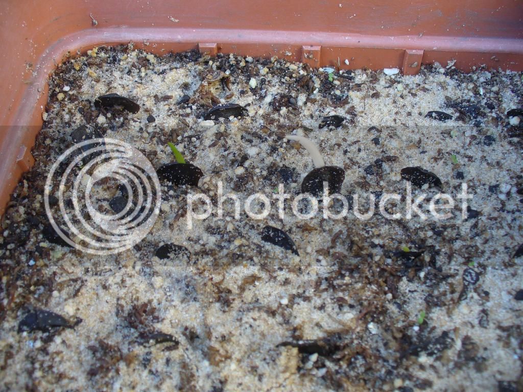 P1020724_zpscbe77ea5.jpg