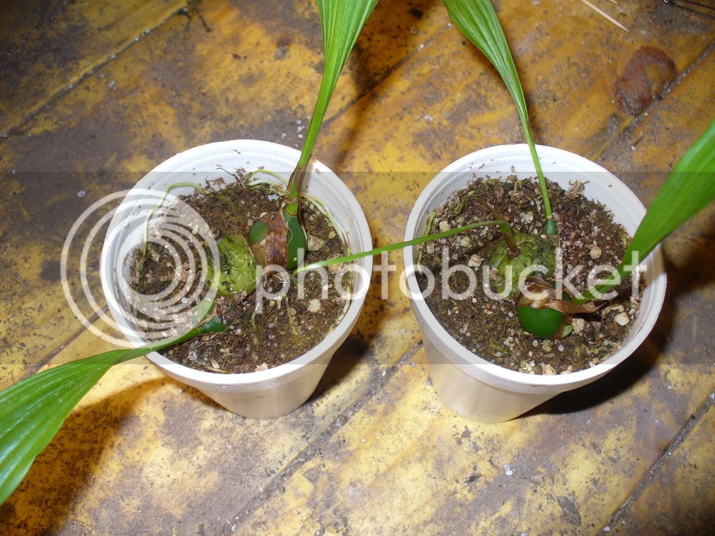 P1020743_zpsp94nrqku.jpg