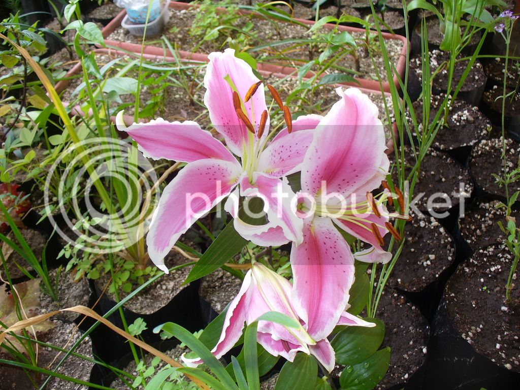 P1020746_zps9ruddaqj.jpg